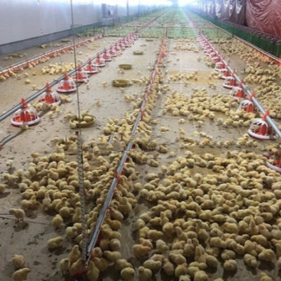Safety Lightweight Steel Frame Chicken Coop Customized For Poultry Farming