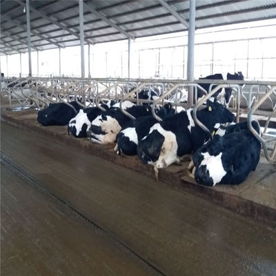 Lanjing Prefabricated Steel Structure Farm House , Modern Metal Livestock Shelters