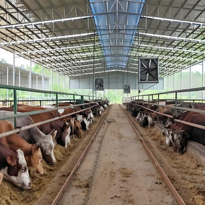 Light Steel Structure Cow Shed Barn , Prefabricated Steel Dairy Barns