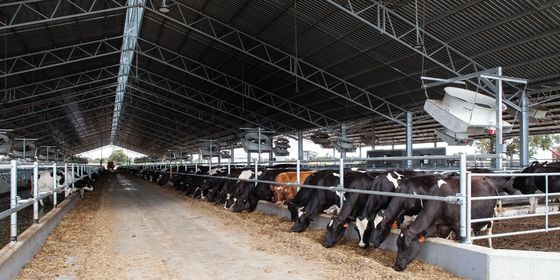 Q235B Q355B Steel Structure Cow Shed Economical Steel Frame Farm Buildings For Cow / Cattle Care
