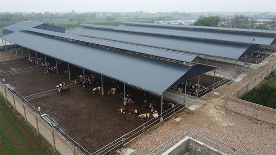 Q235B Q355B Steel Structure Cow Shed Economical Steel Frame Farm Buildings For Cow / Cattle Care