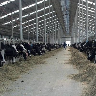 Modern Light Steel Frame Horse Barns , Steel Structure Building Cattle Shed