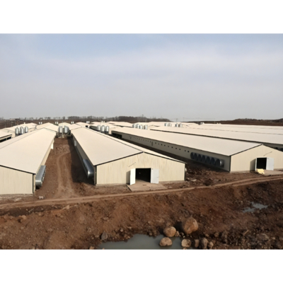 Automatic Prefab Steel Structure Chicken House Q235 Q345 Steel Frame Shed House