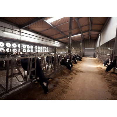 Q235B Q355B Steel Structure Cow Shed Economical Steel Frame Farm Buildings For Cow / Cattle Care