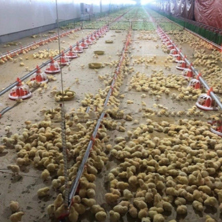 Safety Lightweight Steel Frame Chicken Coop Customized For Poultry Farming