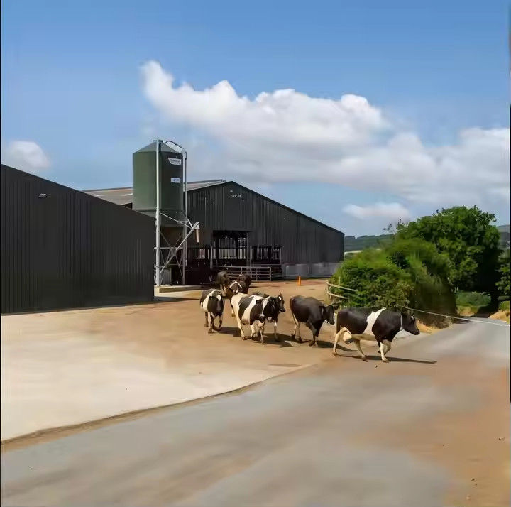 Farmhouse Style Steel Structure Cow Shed Prefabricated Temporary Storage Buildings