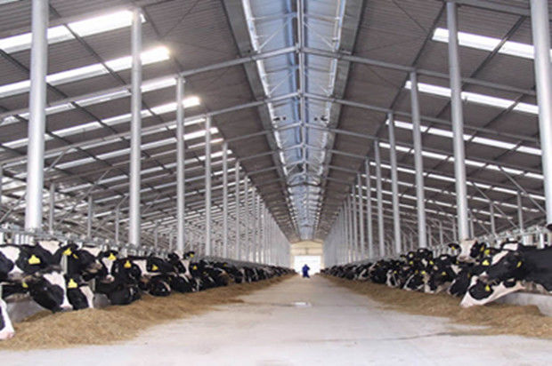 Steel Frame Prefabricated Goat Shed Q235B Q355B Steel Factory Shed