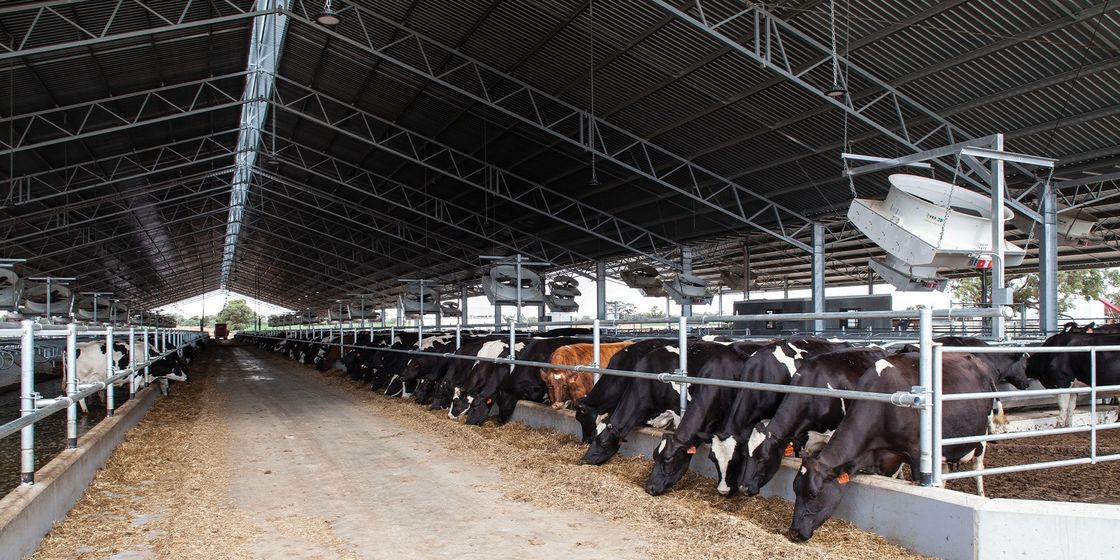 Q235B Q355B Steel Structure Cow Shed Economical Steel Frame Farm Buildings For Cow / Cattle Care