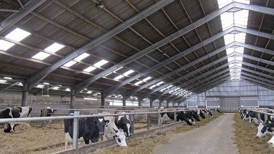Easy Install Prefab Barns And Sheds , Metal Cattle Shed Construction