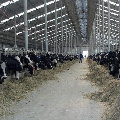 Modern Light Steel Frame Horse Barns , Steel Structure Building Cattle Shed