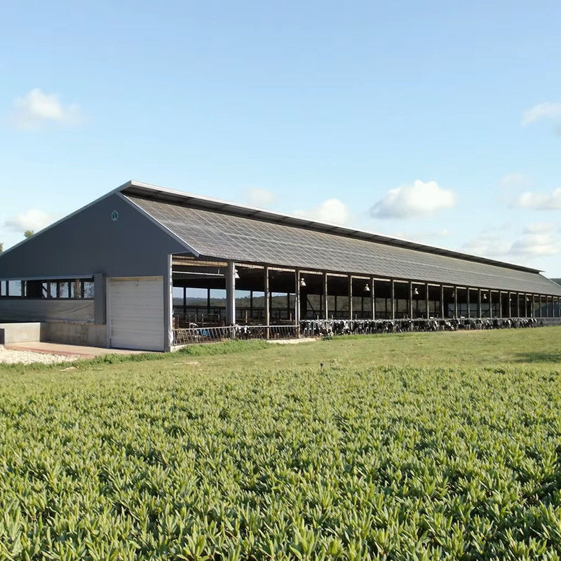 Cheap Cost and Easy Install Prefab Customized Cow Shed Prefabricated Steel Structure Design Dairy Farm