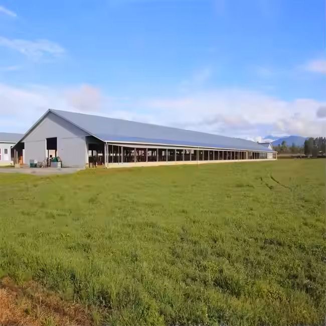 Modern Design Prefab Dairy Cow Shed Steel Structure Farm House With Cow Stable Easy Installation