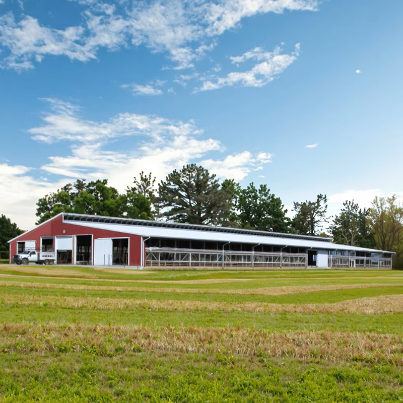 Modern Steel Structure Cow Shed for Fast Cattle Farm Construction