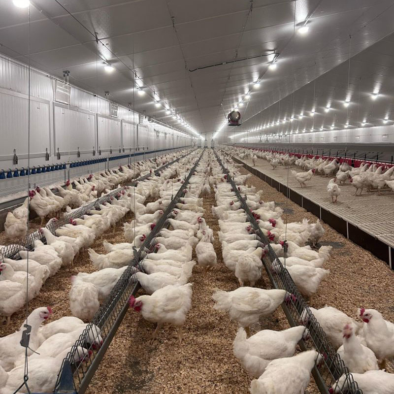 Economical Light Steel Structure Chicken House , Prefab Agricultural Buildings