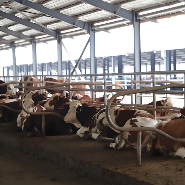 Dairy Agricultural Steel Framed Building Easy Install Prefabricated Light Steel Structure