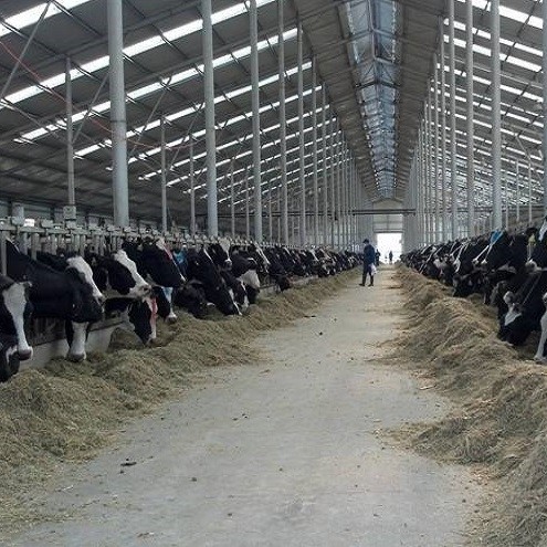 Modern Light Steel Frame Horse Barns , Steel Structure Building Cattle Shed