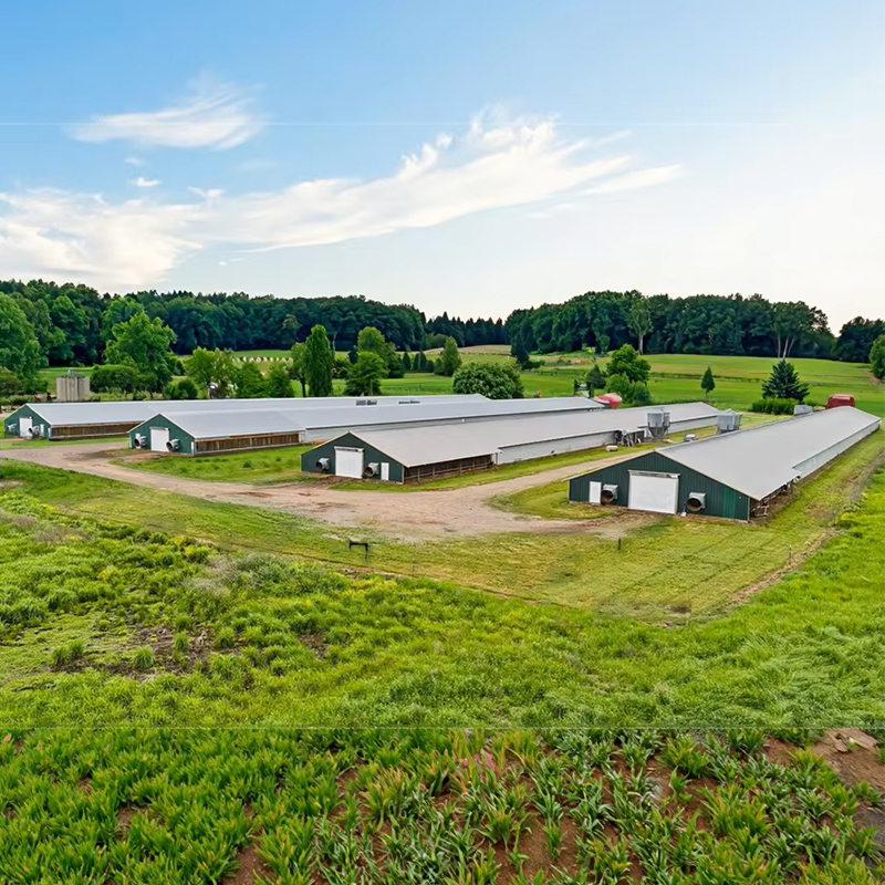 Prefab Cheap Cost Steel Structure Chicken House Farm Broiler Poultry Shed Construction Design