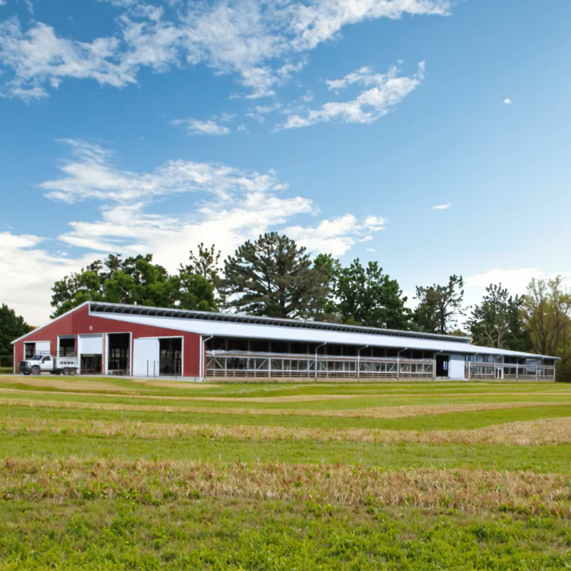 Modern Steel Structure Cow Shed for Fast Cattle Farm Construction