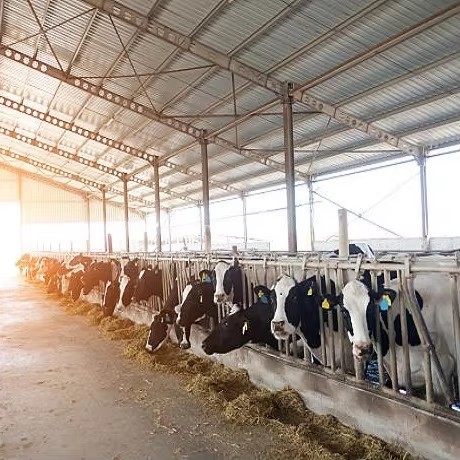 Weatherproof Clear Span Steel Structure Cow Shed