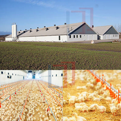 Economical Light Steel Structure Chicken House , Prefab Agricultural Buildings