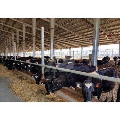 Q235B Q355B Steel Structure Cow Shed Economical Steel Frame Farm Buildings For Cow / Cattle Care